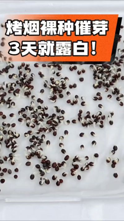 烤烟裸种催芽小技巧，清水浸泡、保温保湿，3天就能露白，出苗快又齐！烟农朋友收藏备用～