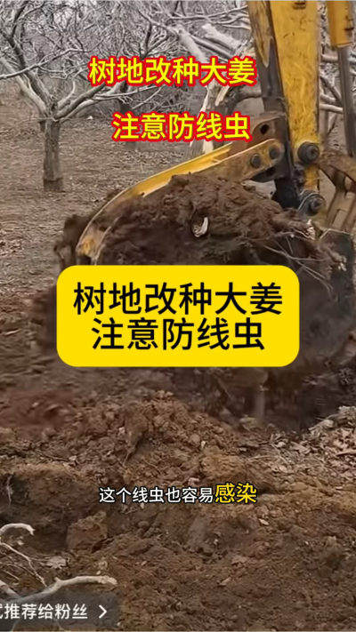 树地改种大姜，注意防线虫！