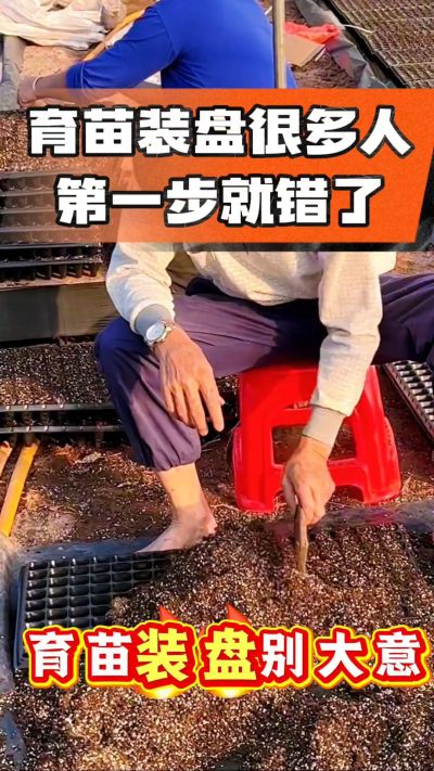 烤烟育苗基质装盘，一步做对，出苗整齐又壮苗！装盘技巧记牢，少走弯路，育苗更省心