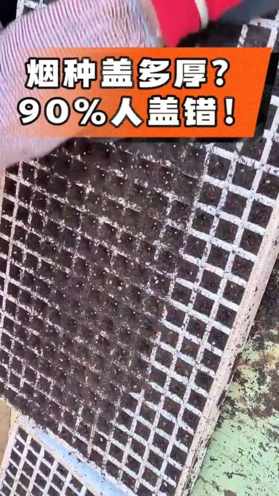 烟种盖多厚？90%烟农都盖错！薄盖才出苗齐、不闷种，烤烟育苗关键一步，照着做就对了