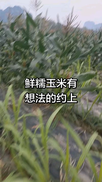 农户种植的白糯玉米大量上市，助农帮农在行动