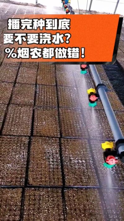 烤烟播完种一定要浇透底水，喷雾慢浇、别大水冲，盘底漏水才算到位，出苗又齐又壮！#烤烟育苗 #烤烟种植 #烟农干货 #育苗技术