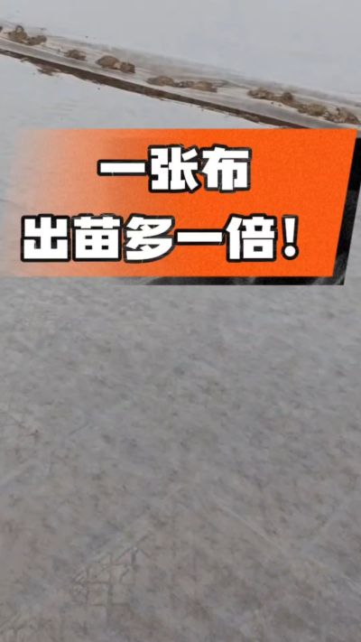 烤烟育苗盖无纺布，保温保湿出苗齐，不烂种、出苗快，烟农必备小技巧！