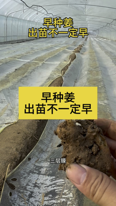 早种姜，出苗不一定早！