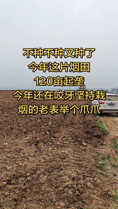 不种不种又种啦，还在咬牙坚持栽烟的老表集合啦！