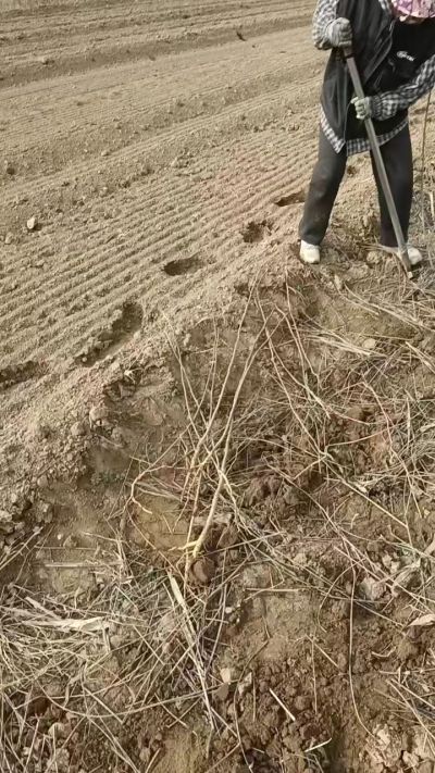 臭椿苗，一年籽播苗，地径0.5/1公分以上。需要联系18534302961