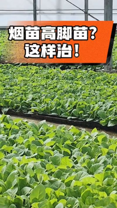 烤烟齐苗期管理关键：精准控温，防高脚苗，培育壮苗好上手！