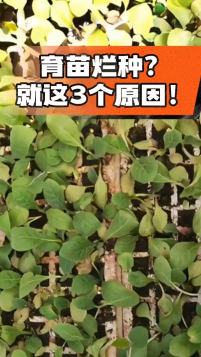 烤烟育苗烂种？3个原因讲清楚！消毒、控水、控温，做到就苗齐苗壮🔥
#烤烟育苗 #烤烟种植 #烂种防治 #烟农
