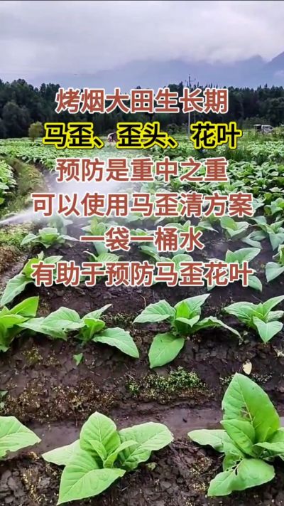 烤烟大田生长期，马歪歪头花叶预防是重中之重，可以使用马歪清方案，一袋一桶水，有助于预防马歪花叶。
烤烟管理早做一步，后期少操心！#烤烟种植#烤烟管理#烤烟大田管理#烤烟病害防治